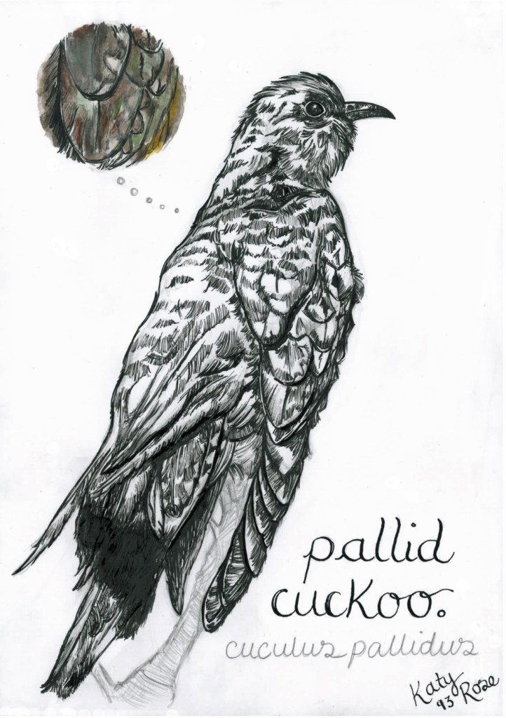 pallid cuckoo - katy rose