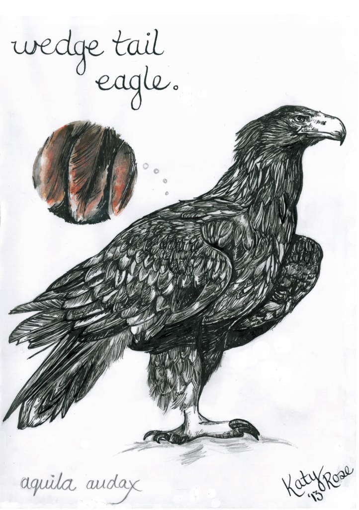 wedge tail eagle - katy rose