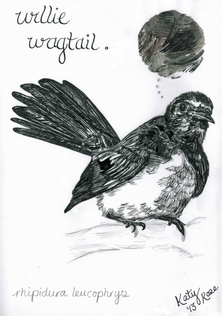 willie wagtail - katy rose